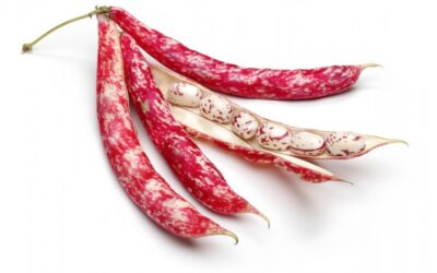 Crostone verza e borlotti