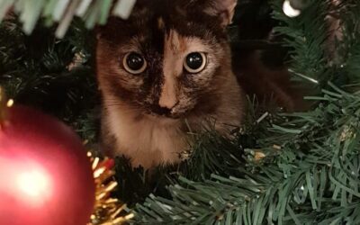 Vacanze di Natale